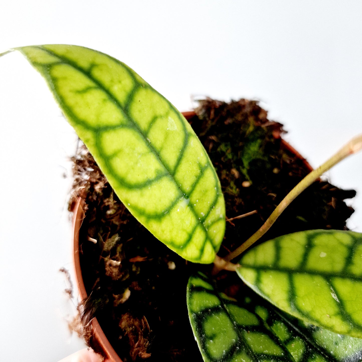 Hoya Black Cat Houseplant 10.5cm pot
