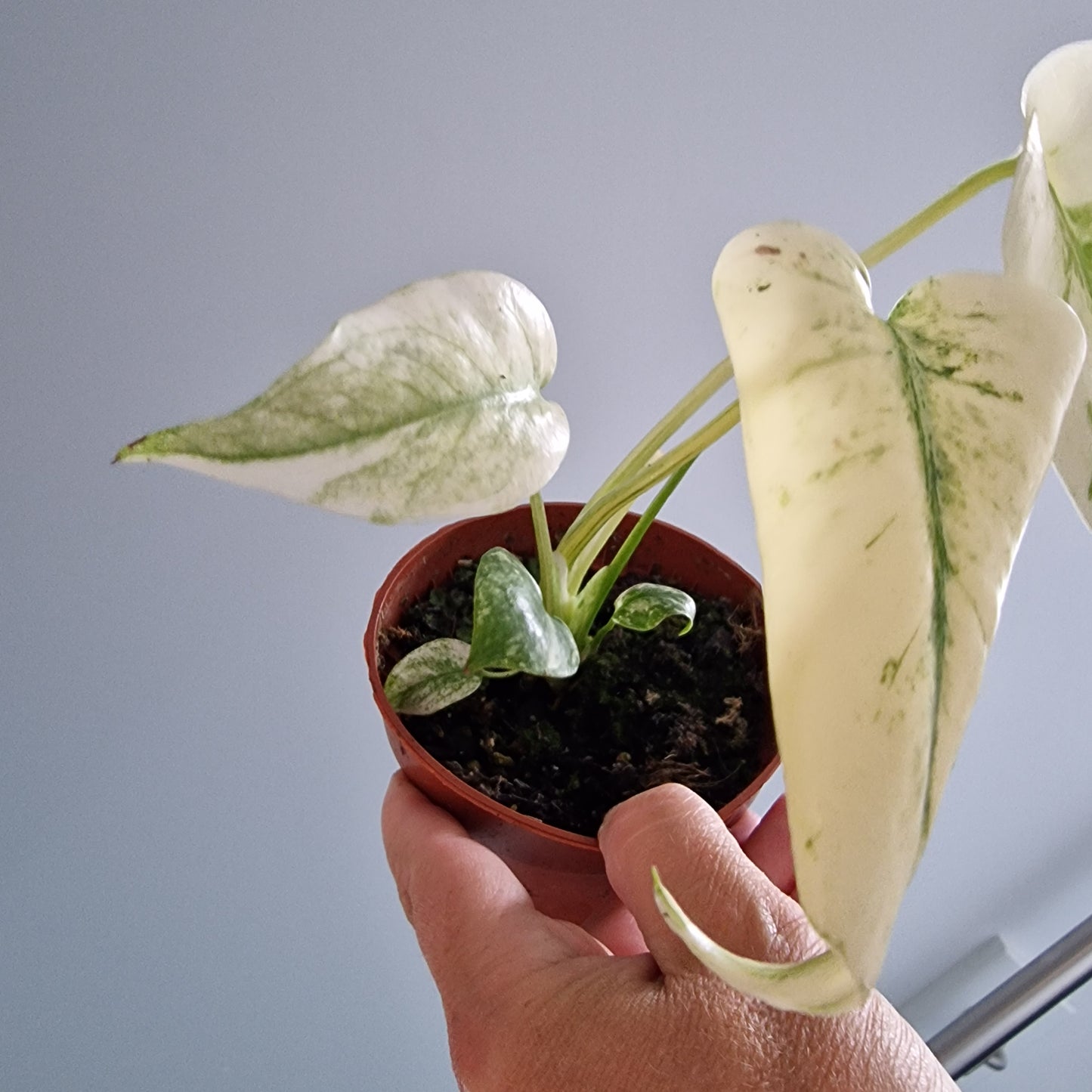 Monstera Thai Constellation Rare Houseplant 10.5cm pot (d)