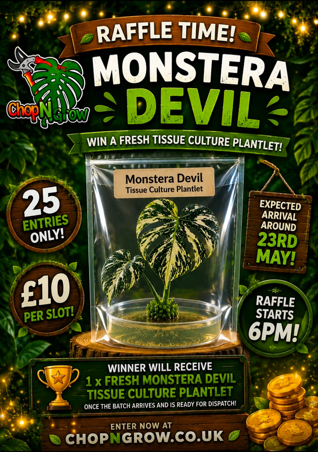 Monstera Devil Tissue Culture see description