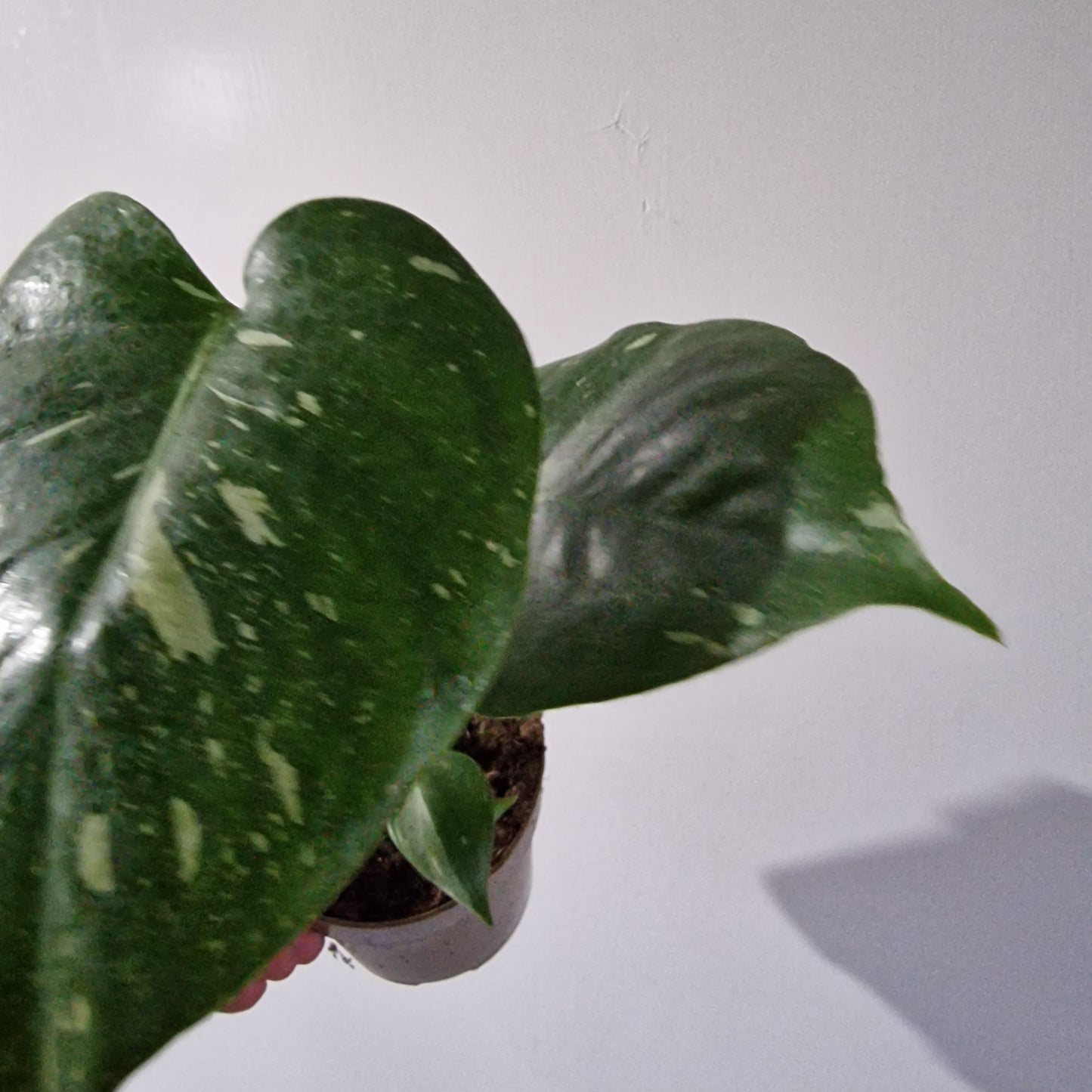 Monstera Thai Constellation Rare Houseplant 11cm pot (1d)