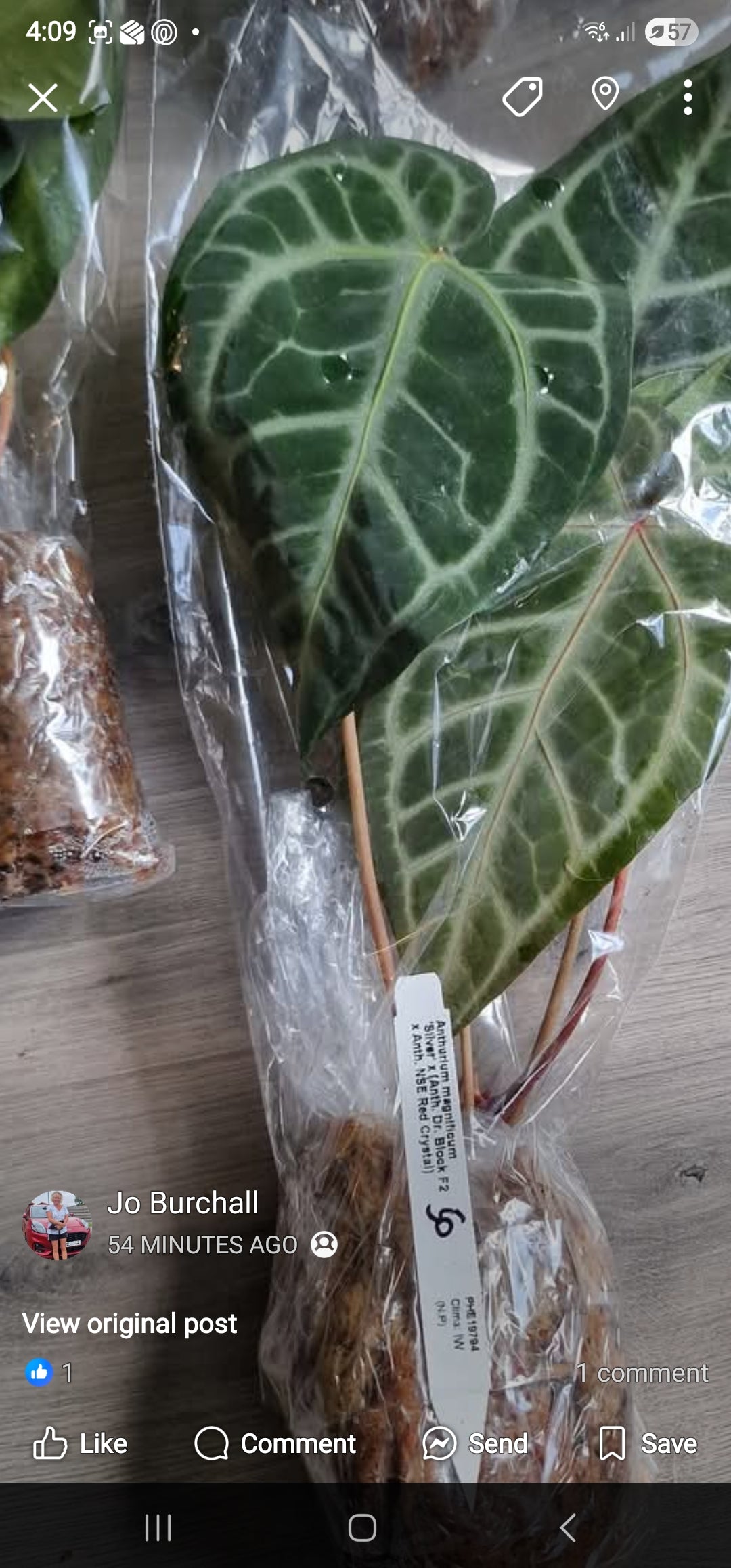 Sunday Sale - Tristan Anthurium