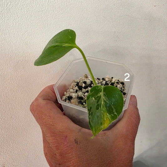 Monstera Bulbasaur 7cm pot – Choose Your Own