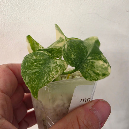 Monstera Crème Brûlée – Exact Plant No. 7 - See Description