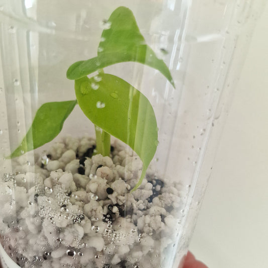 PRE-ORDER – Monstera Lemon Lime – Young Exact TC Plant (#5)