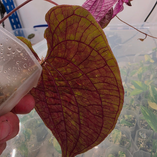 Dioscorea Dioscorea Vining Climbing Plant Exact Plant (1)