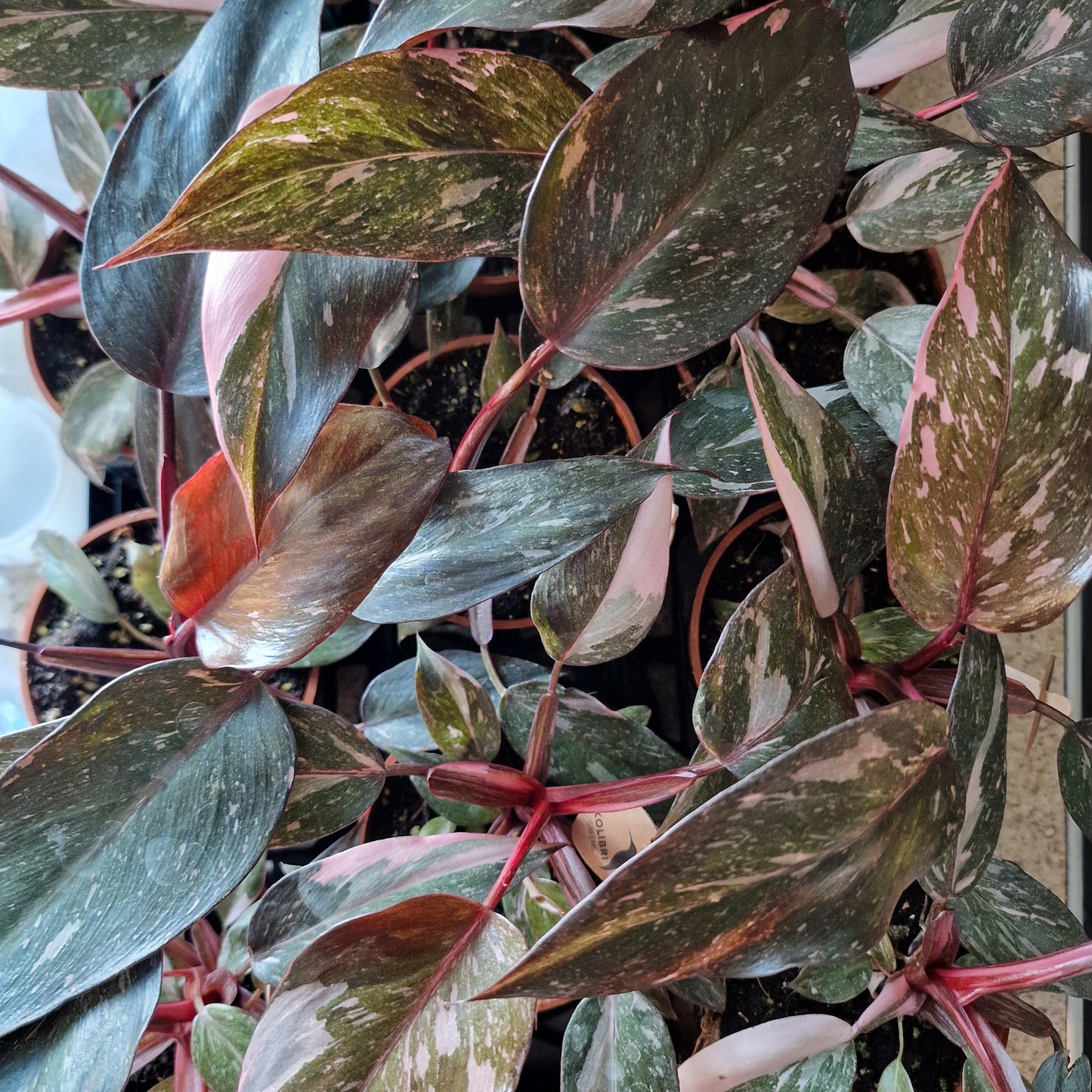 Philodendron Pink Marble – 9cm Pot