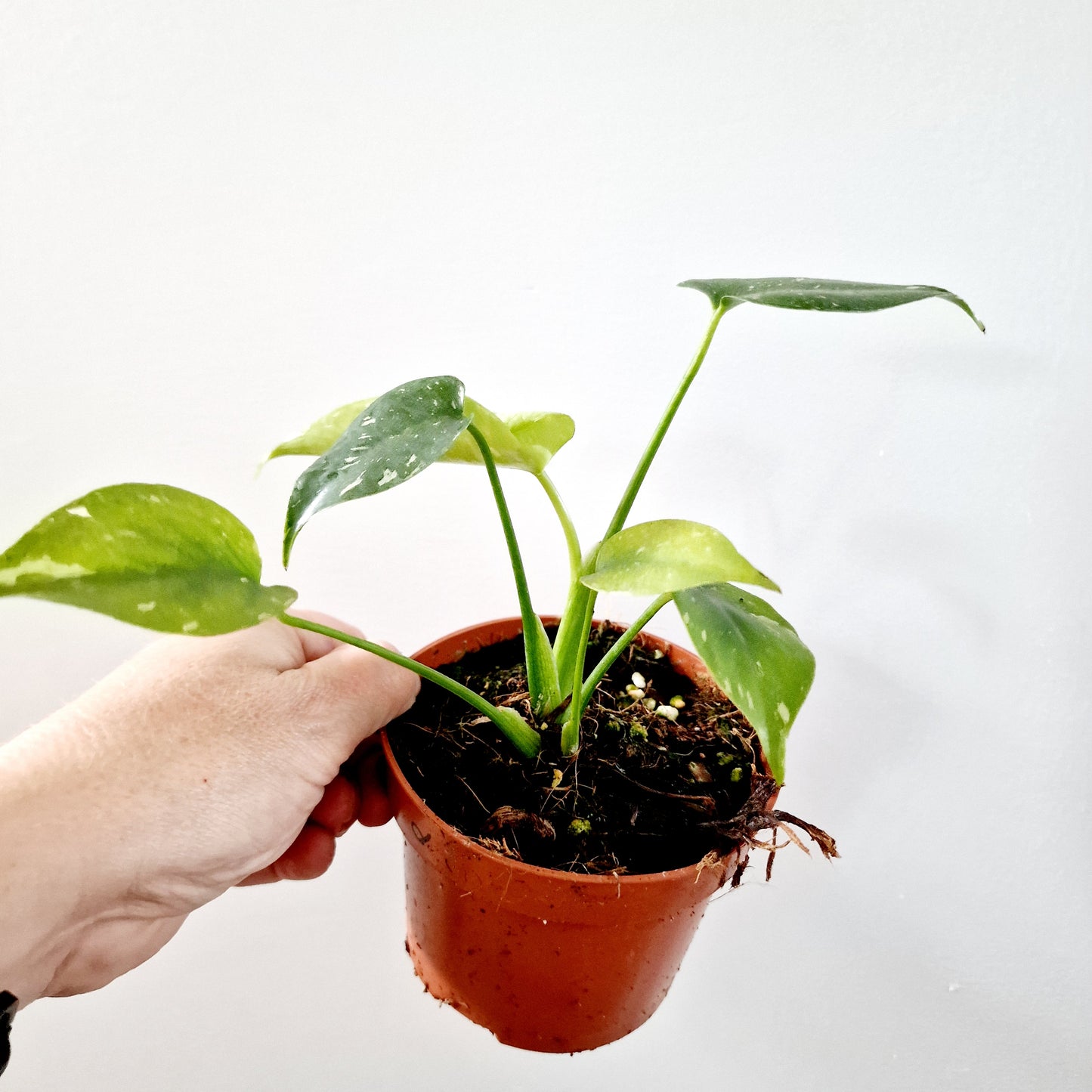 Monstera Deliciosa Thai Constellation Rare Houseplant 10.5cm pot (d)