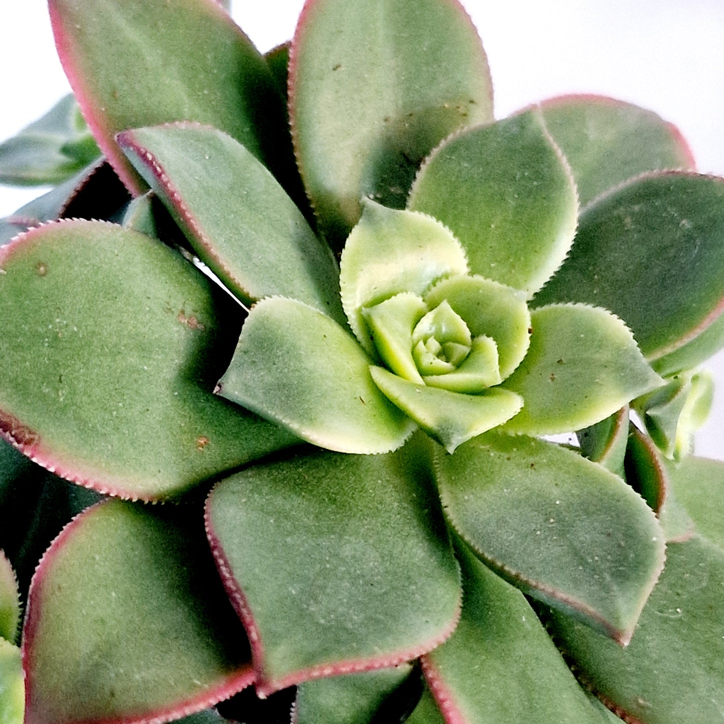 Succulant Houseplant 8.5cm pot