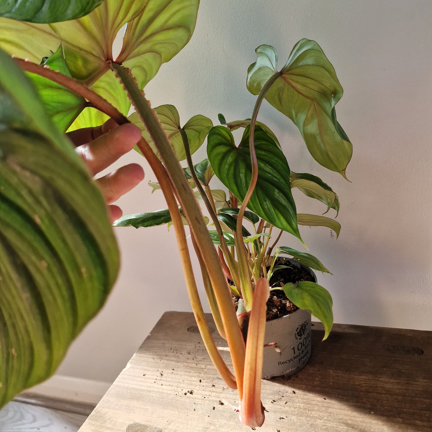 Philodendron Plowmanii Rare Houseplant 12cm pot