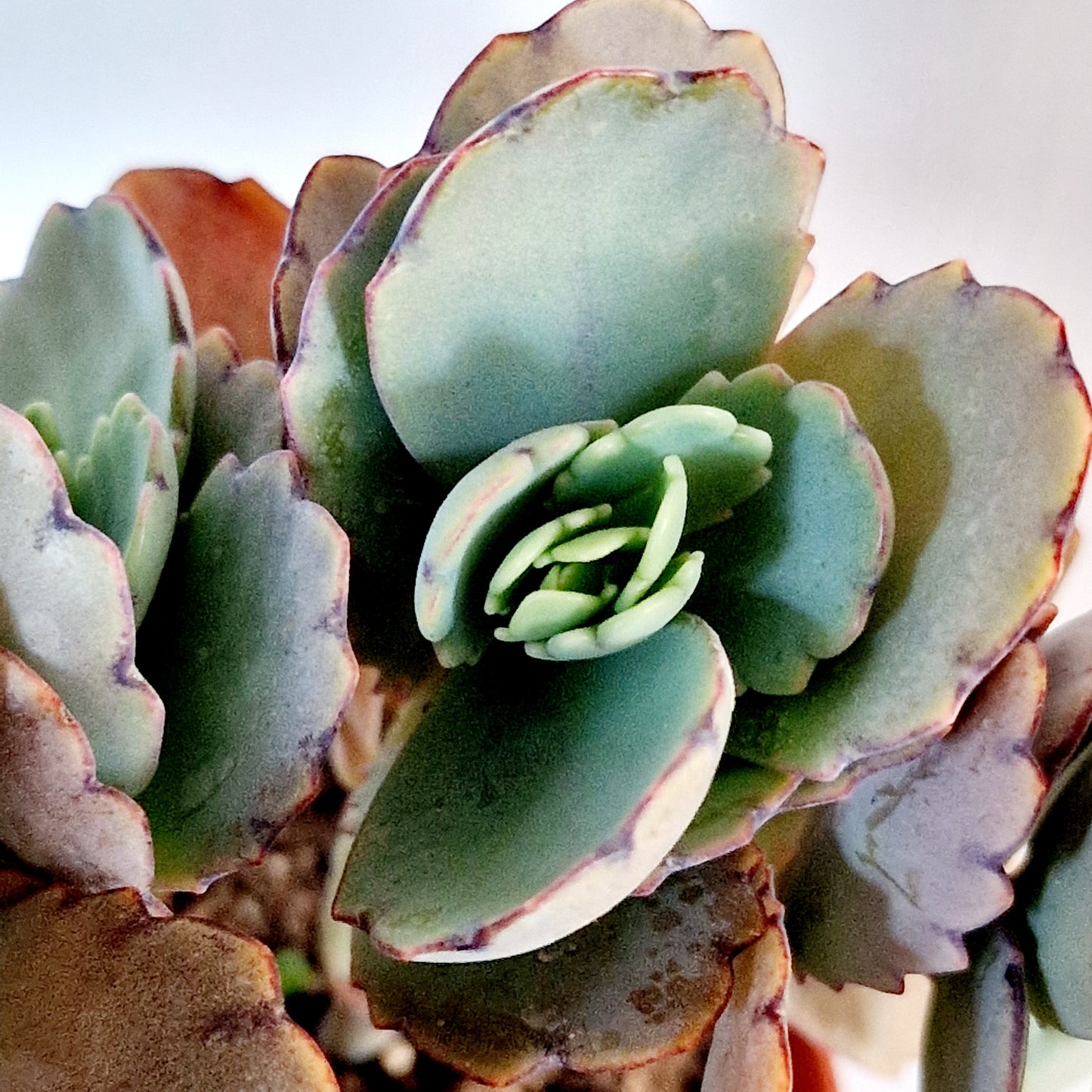 Succulant Houseplant 8.5cm pot