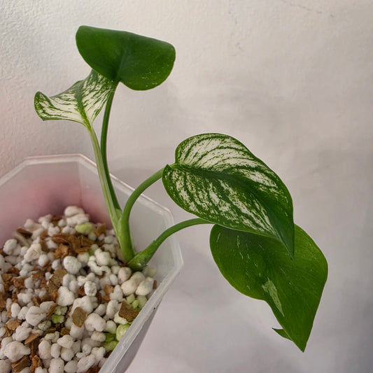 Monstera Devil Monster – Highly Variegated – Exact Plant A4 – See Description