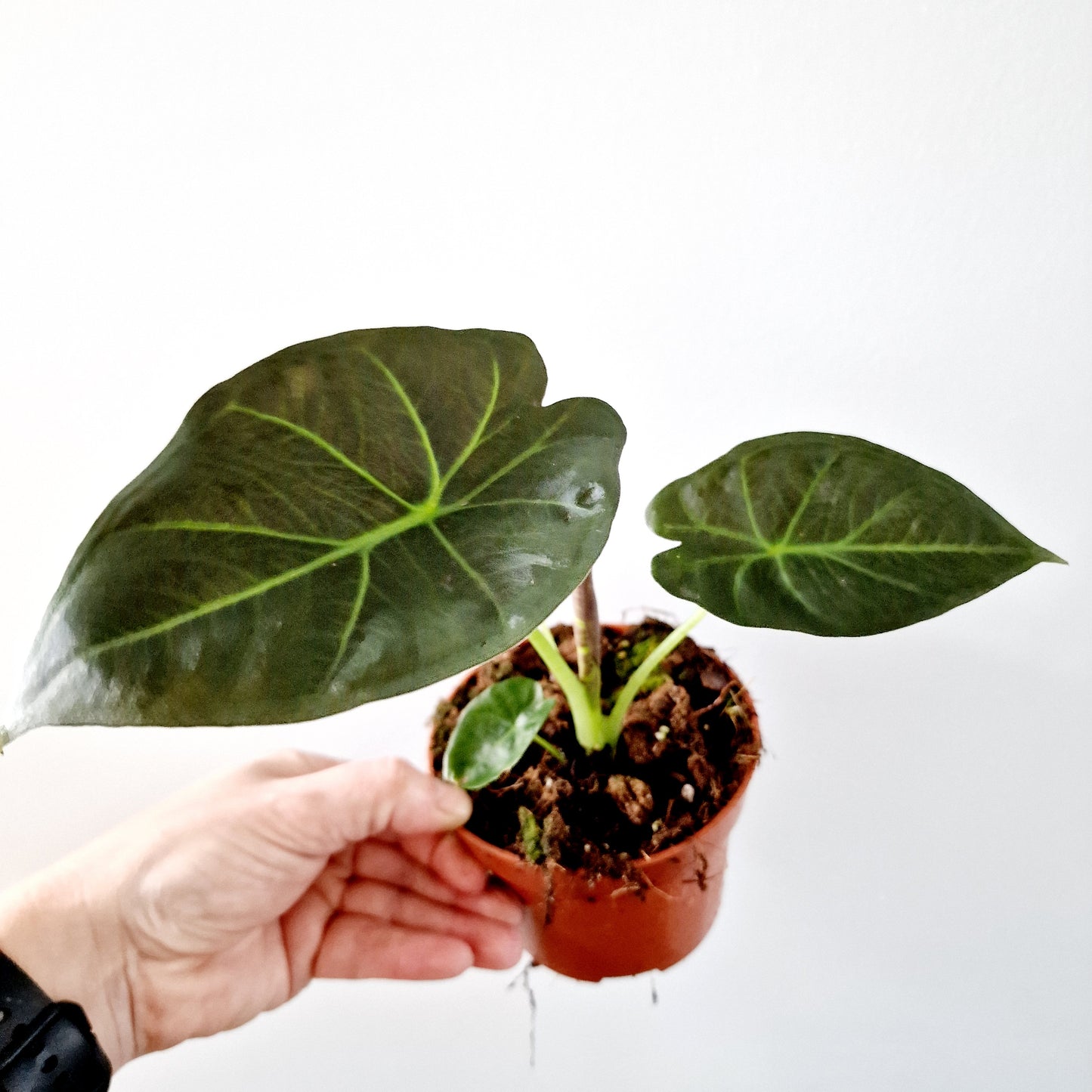 Alocasia Regal Shield Houseplant 10.5cm pot