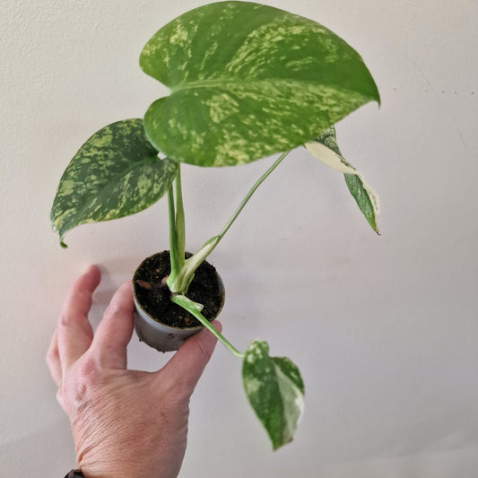 Monstera Mint – 6cm Pot (#5)