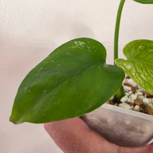 Monstera Devil – Acclimatised TC - Exact Plant (1) See Description