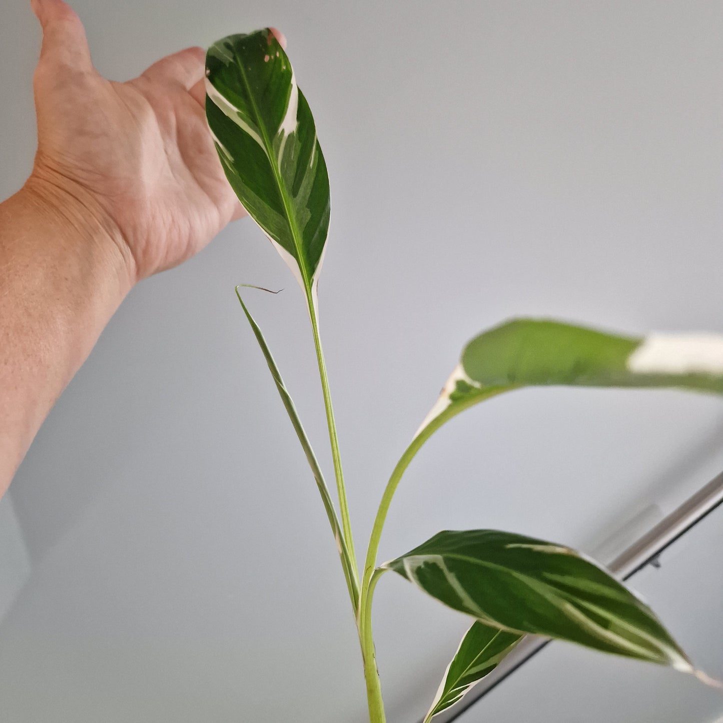 Musa Florida Rare Houseplant approx 40cm tall 10.5cm pot (7)