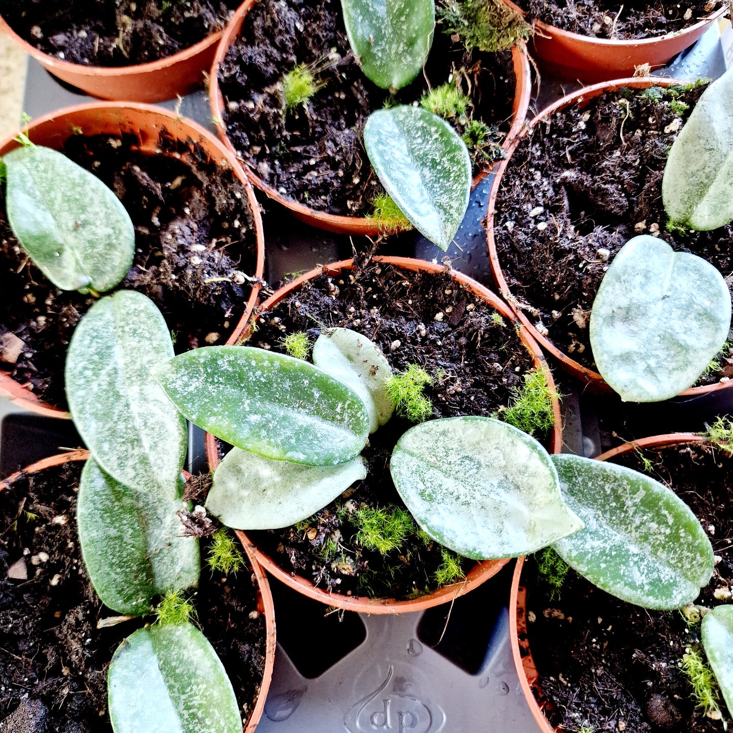 Hoya Carnosa Grey Ghost Houseplant 10.5cm pot