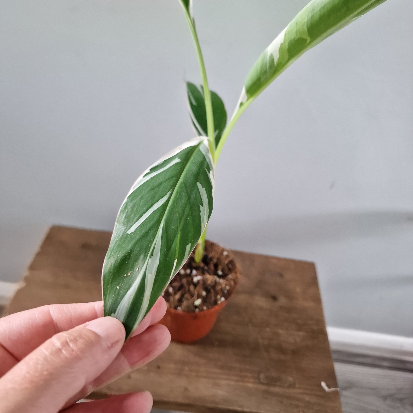 Musa Florida Rare Houseplant approx 40cm tall 10.5cm pot (2)