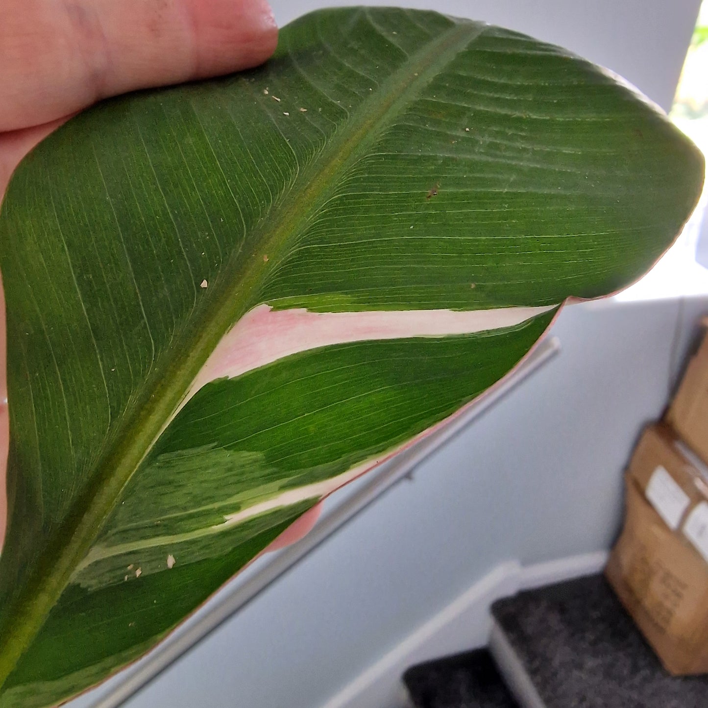 Musa Nono Rare Houseplant approx 50cm tall 10.5cm pot (8)