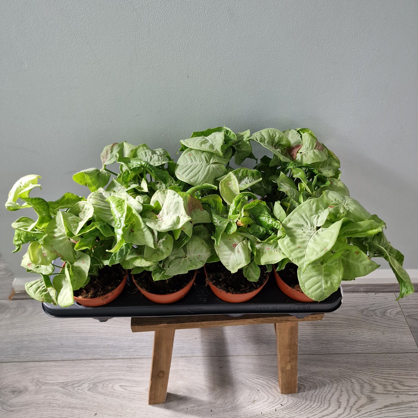 Syngonium Confetti Houseplant 12cm pot