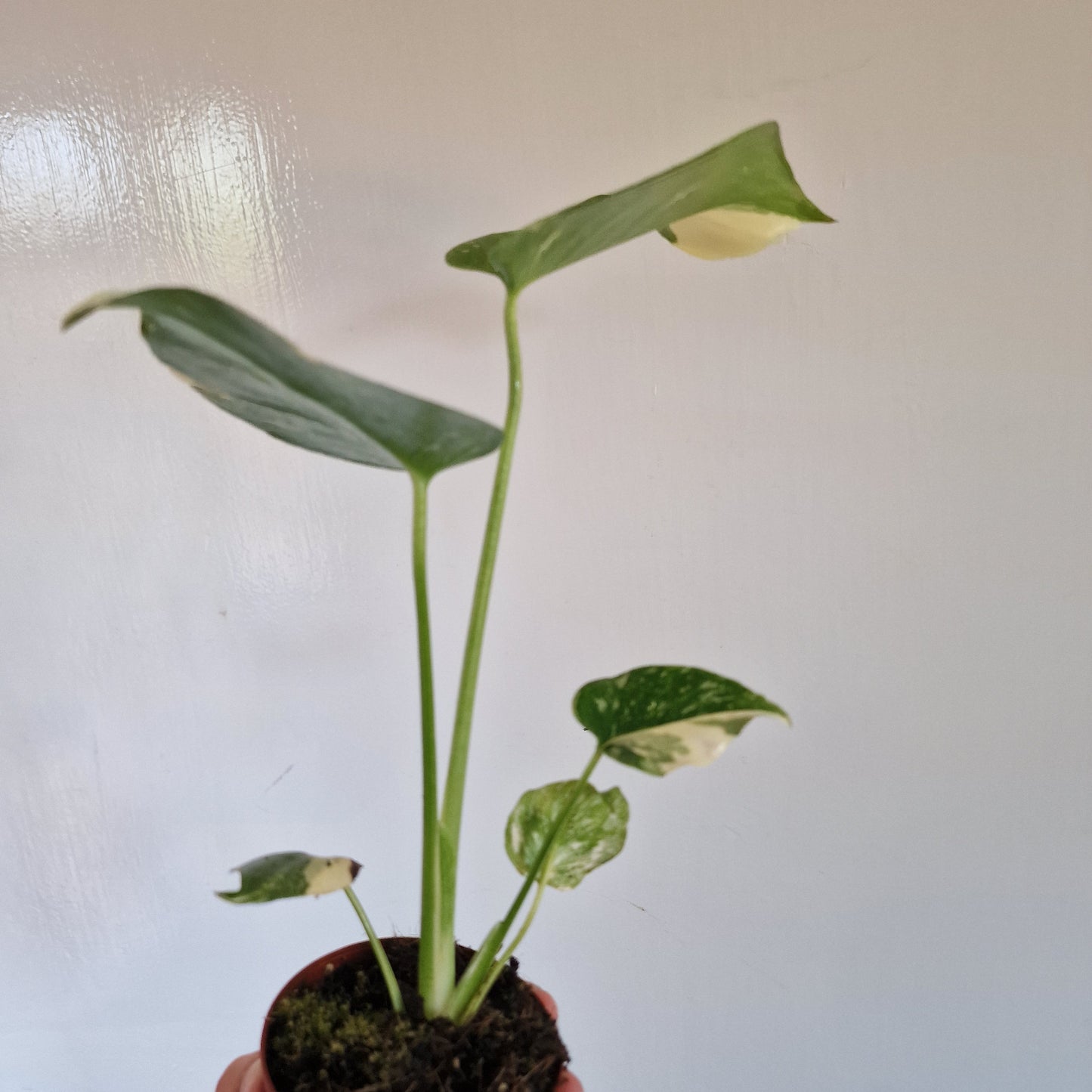 Monstera Thai Constellation Rare Houseplant 8cm pot (c)