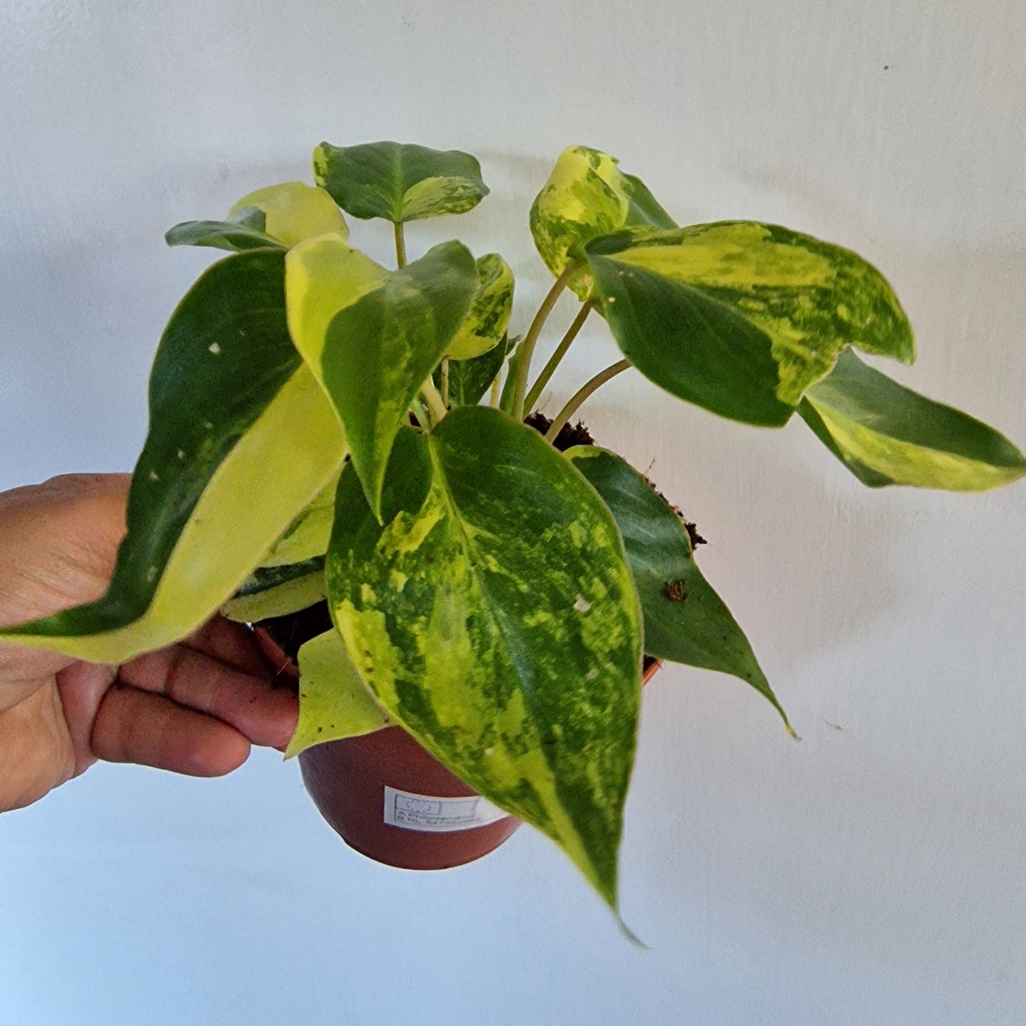 Philodendron Burle Marx Variegata Rare Houseplant 9cm pot