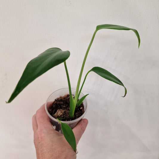 Monstera Burle Marx Flame Rare Houseplant 9cm pot