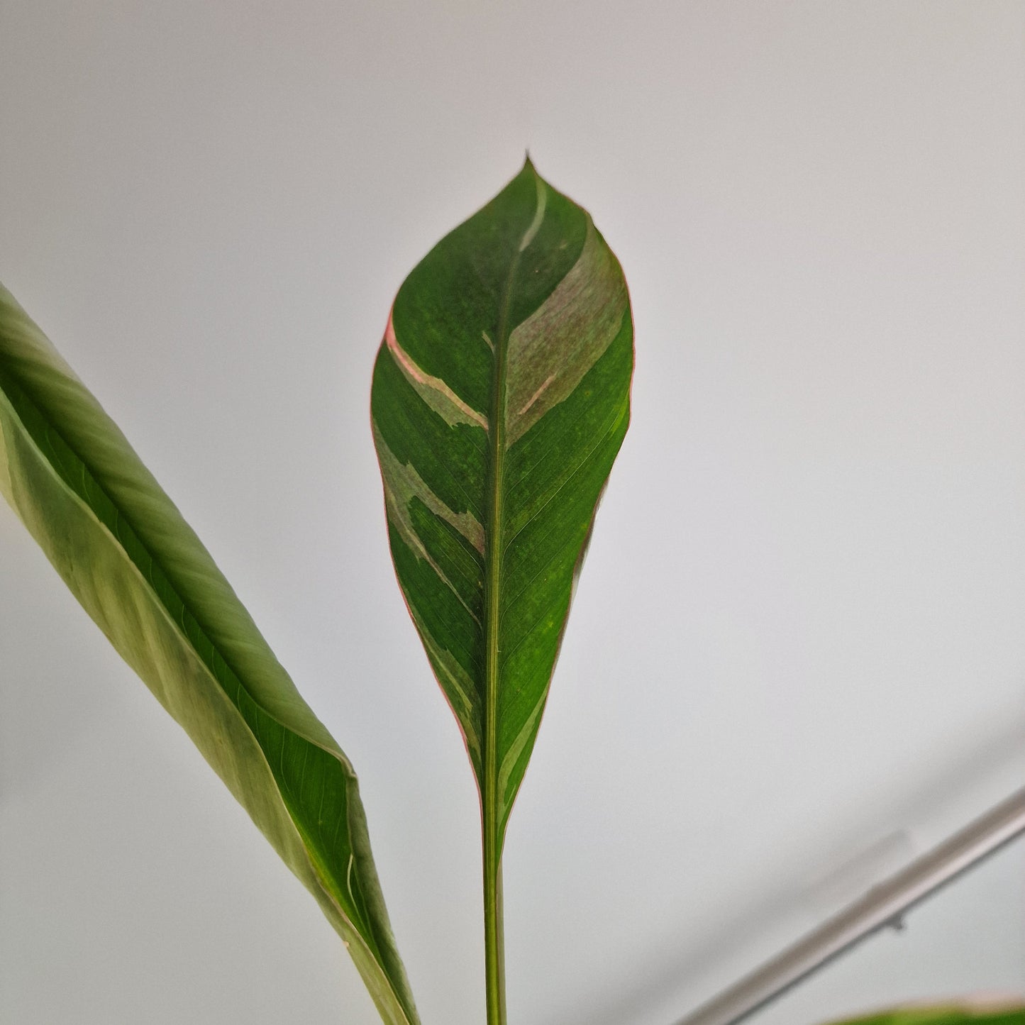 Musa Nono Rare Houseplant approx 50cm tall 10.5cm pot (6)