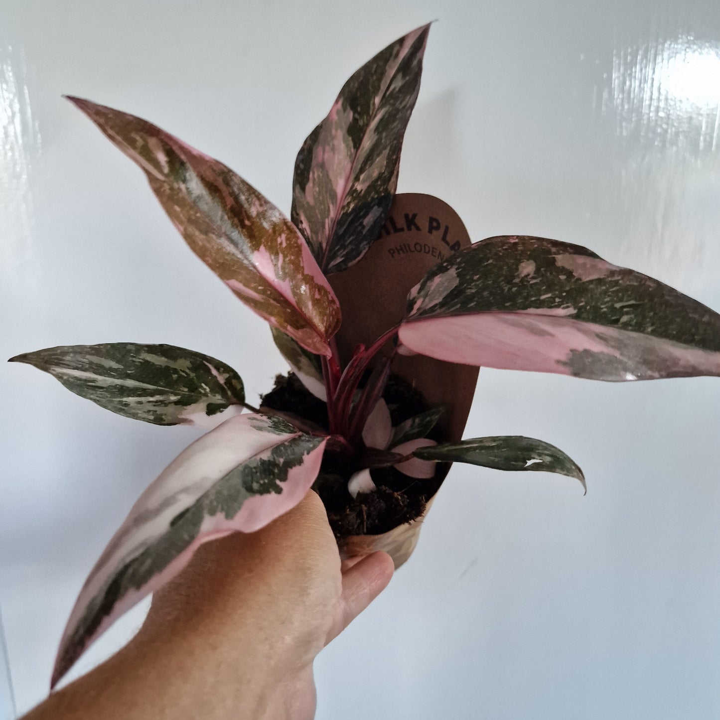 Philodendron Pink Marble Rare Houseplant 9cm pot
