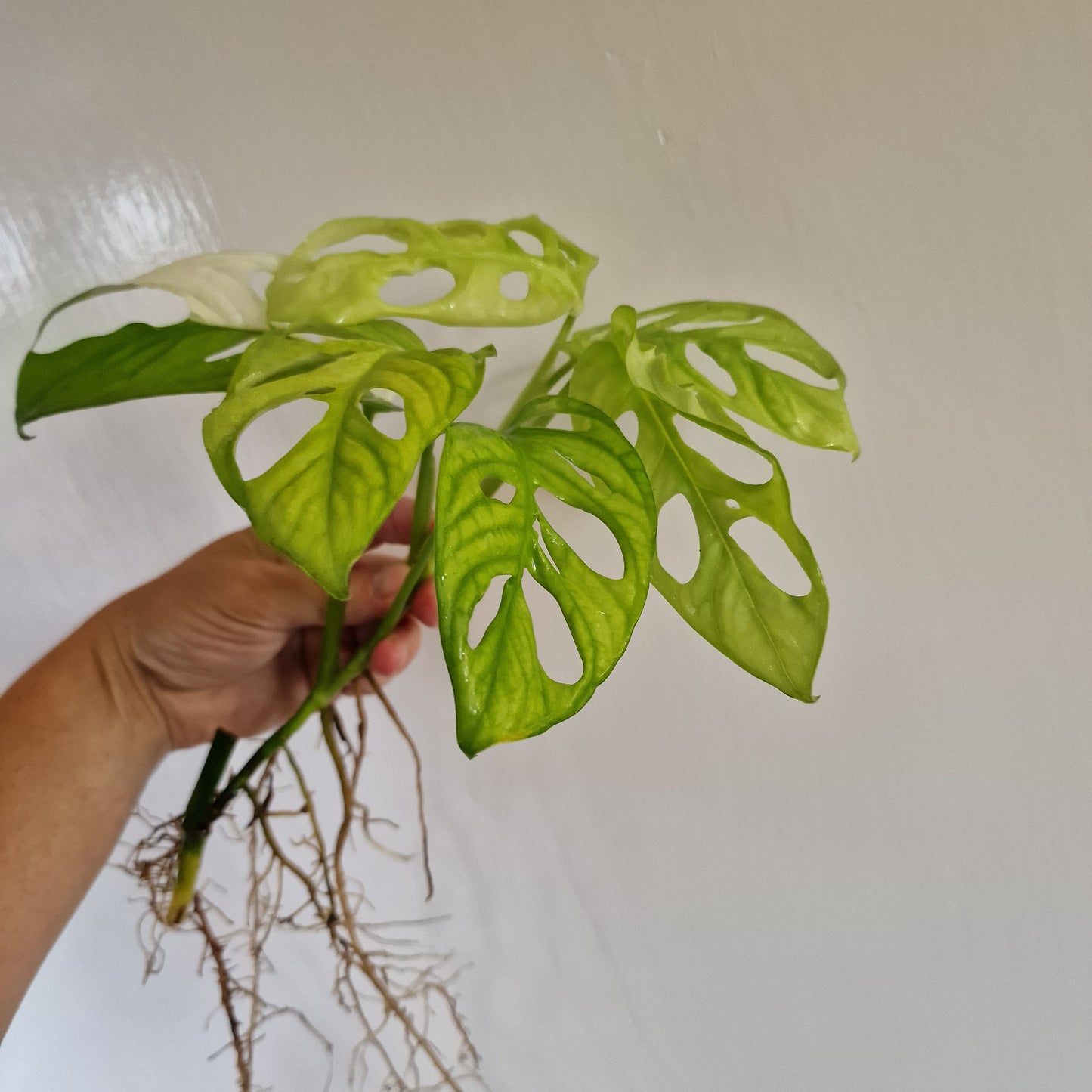 Monstera Adansonii Variegated rooted in Water
