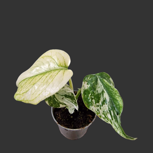 Monstera Mint Rare Houseplant 6cm pot (3)