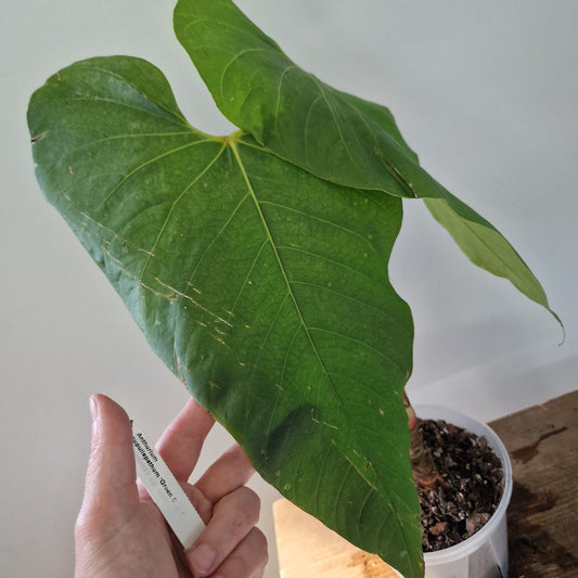 Ecuagenera Rehab Anthurium cupulispathum Green Sinus (A49)