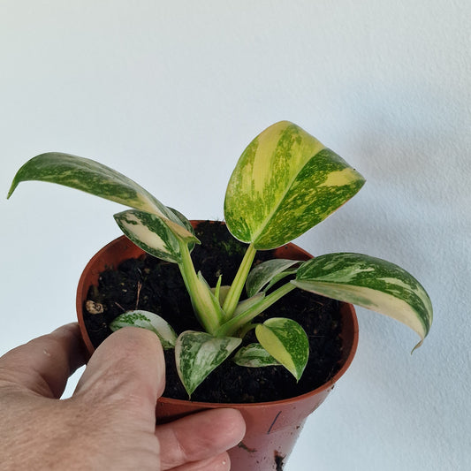 Philodendron Green Congo – 11cm Pot (#1)