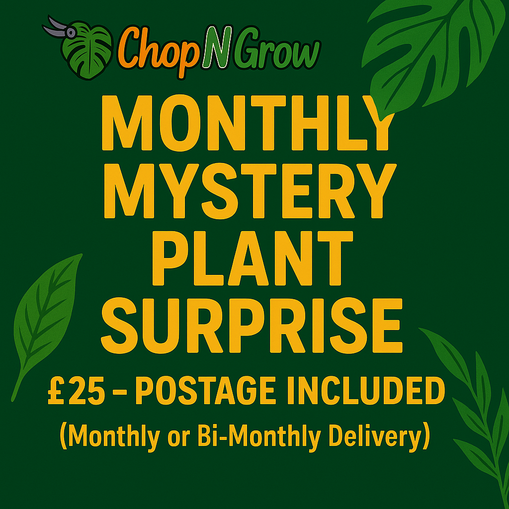Monthly / Bi- Monthly Mystery Plant Surprise £25 Subscription