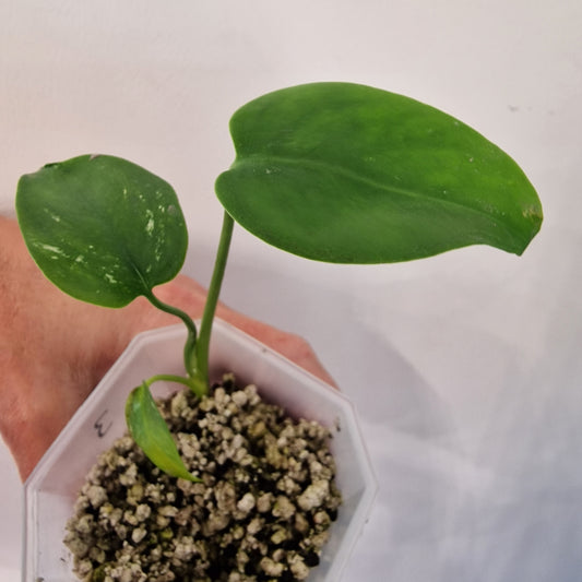 Monstera Devil – Acclimatised TC - Exact Plant (3)