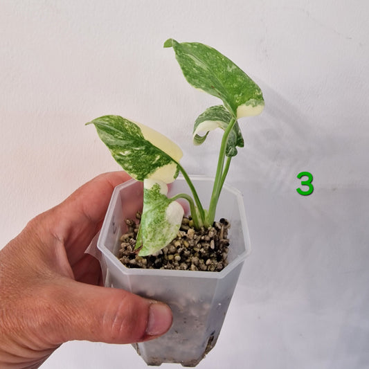Monstera Legacy – Choose Your Plant
