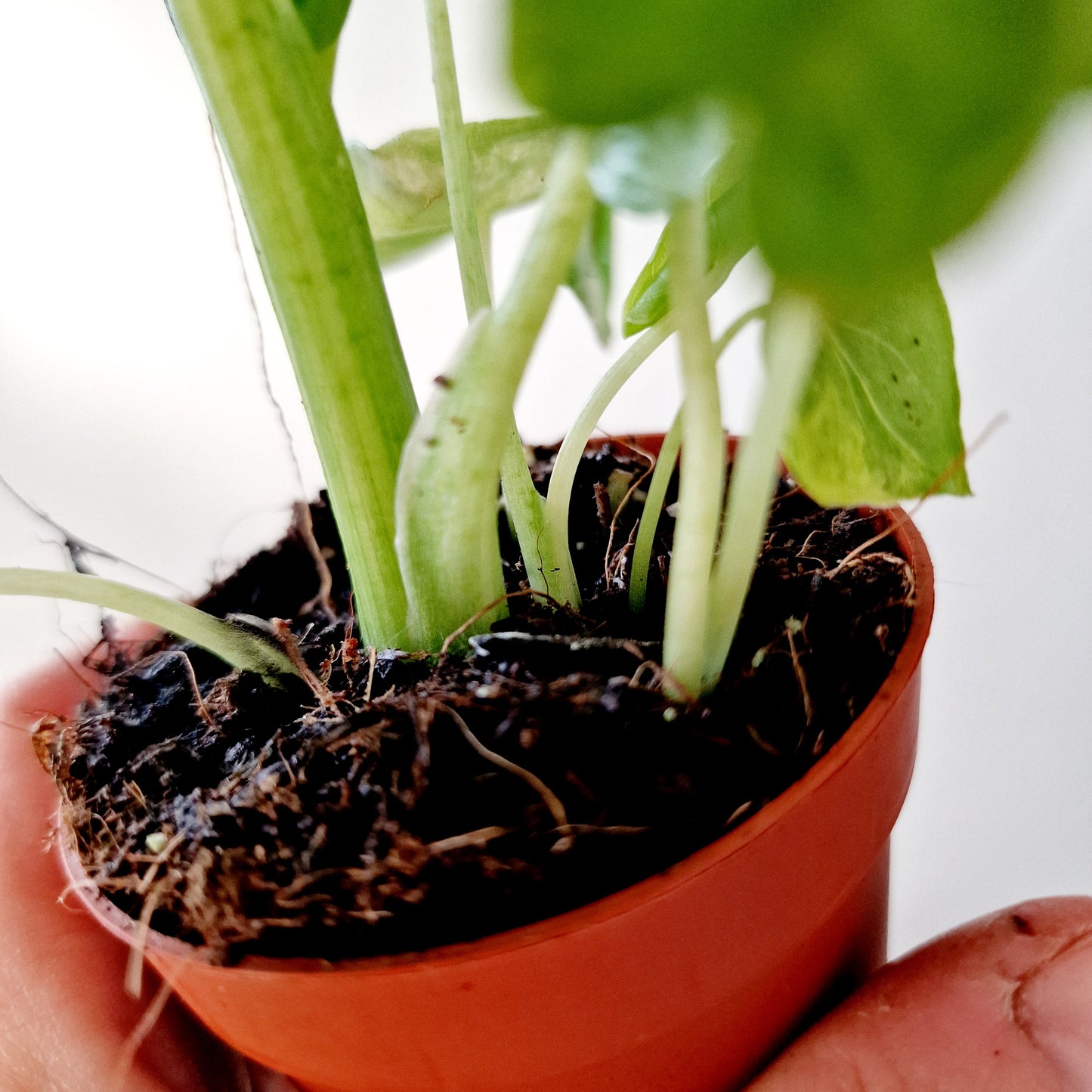 Alocasia Odora Yellow Variegated Houseplant 7cm pot (2) three plants in the one pot