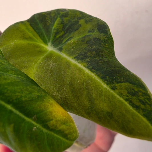 Alocasia Black Velvet Gold Variegated – Established | Exact Plant #1