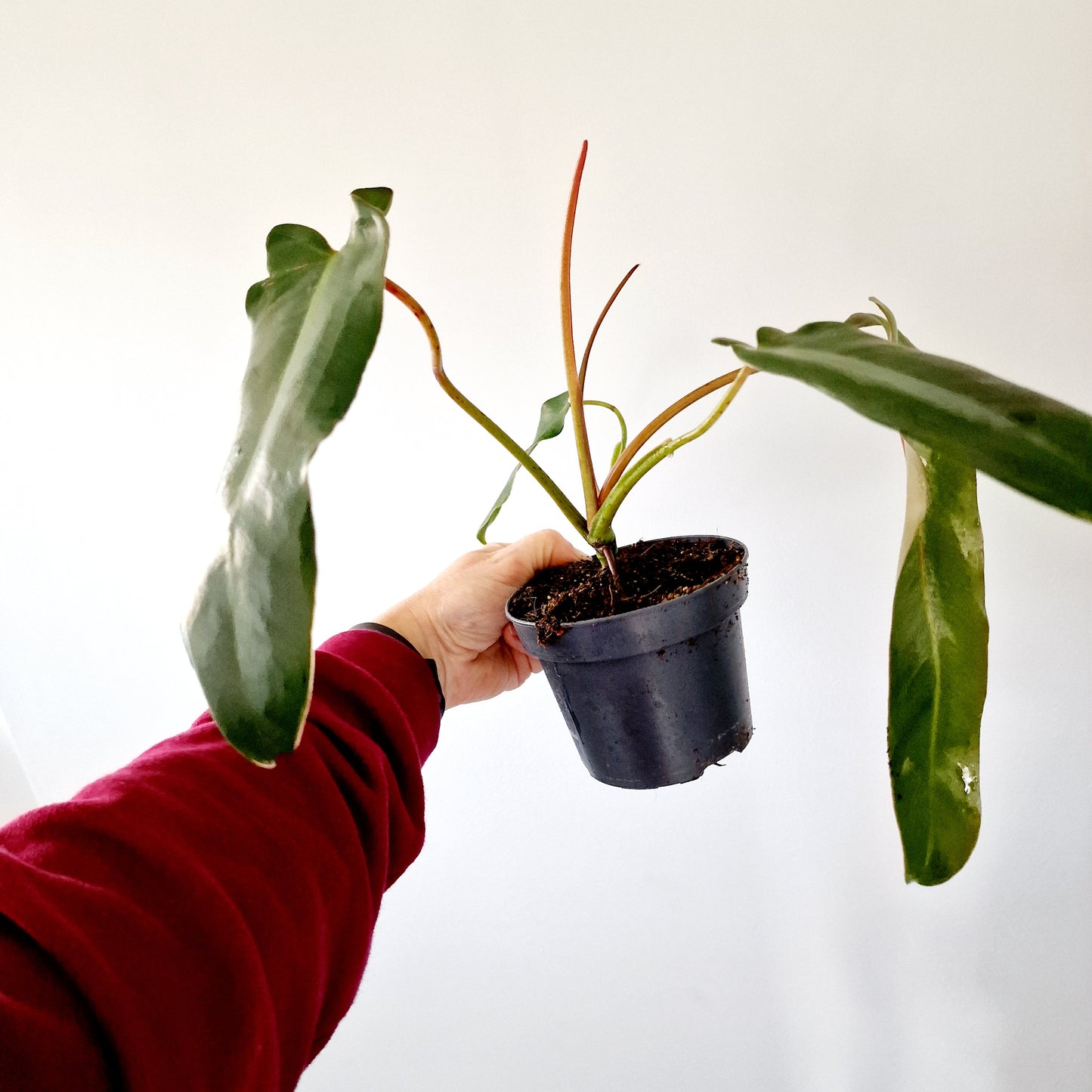Philodendron Spiritus Sancti Houseplant 10.5cm pot