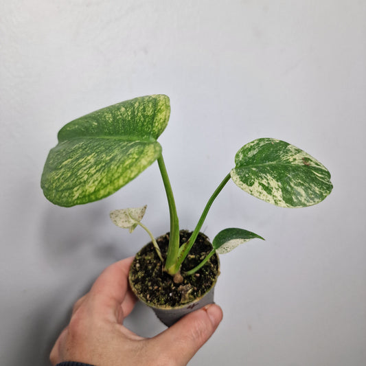 Monstera Mint – 6cm Pot (#4)