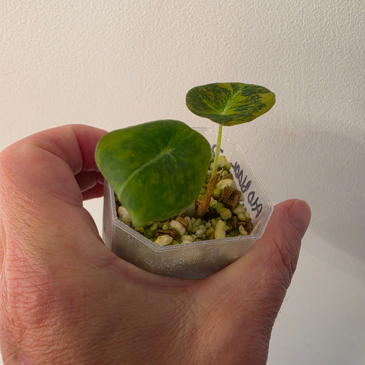 Alocasia Black Velvet Gold Variegated – Established | Exact Plant #2