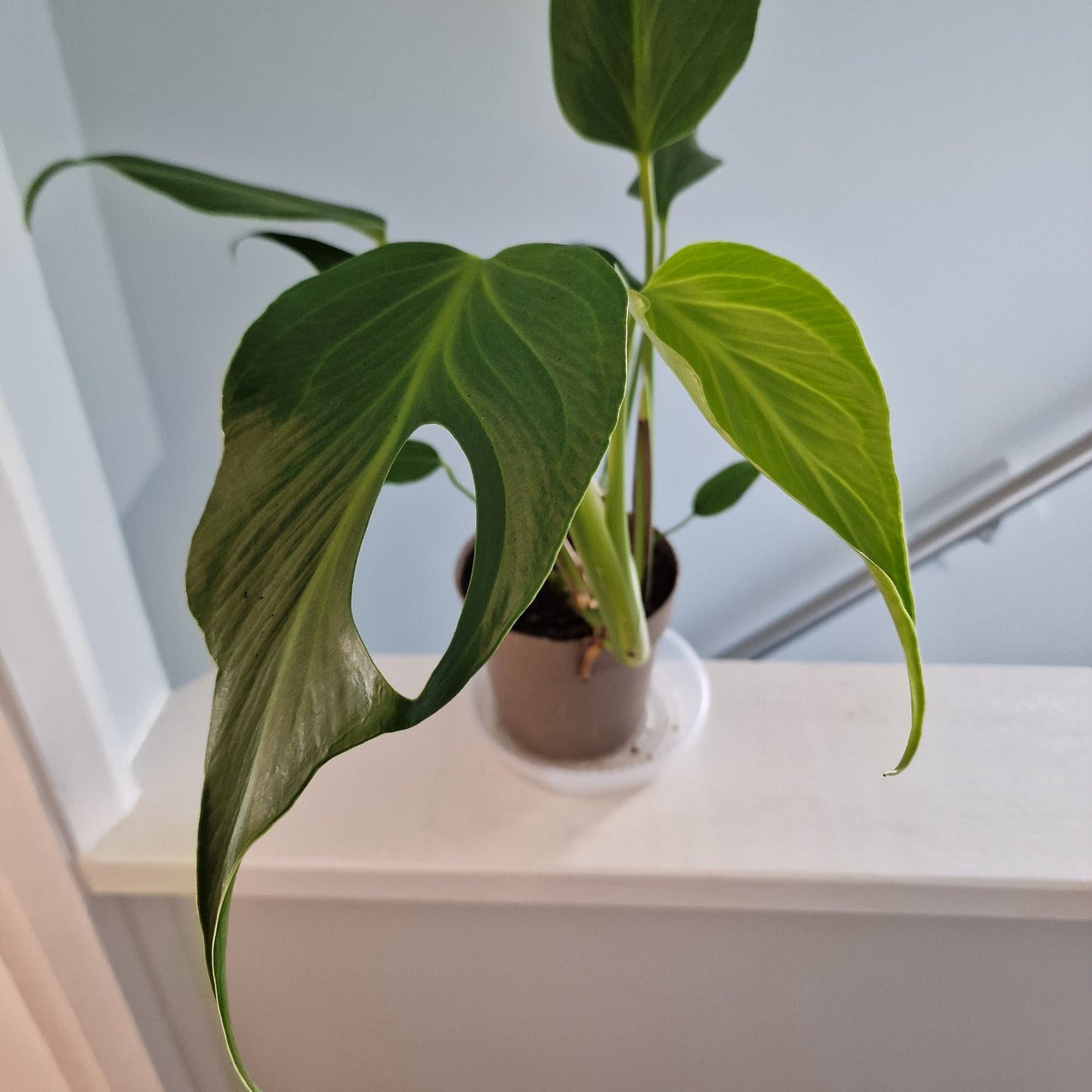 Monstera Burle Marx Flame Rare Houseplant 13cm pot (2)