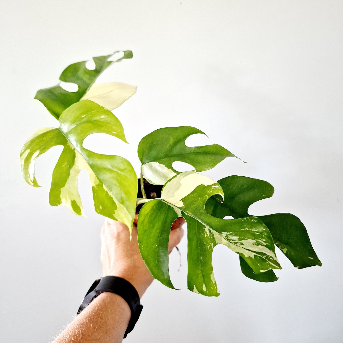 Rhaphidophora Tetrasperma Houseplant 10.5cm pot (4)