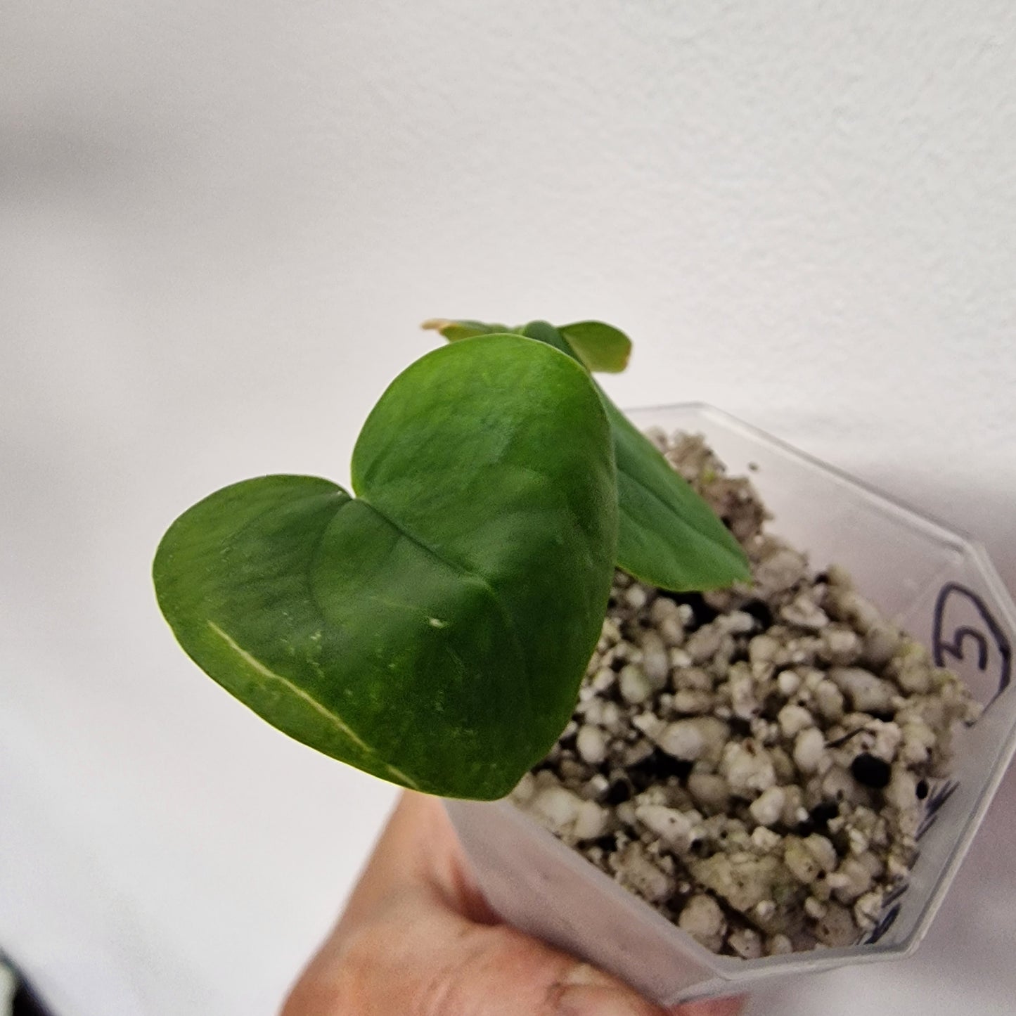 Anthurium Black Magic exact plant (#3)