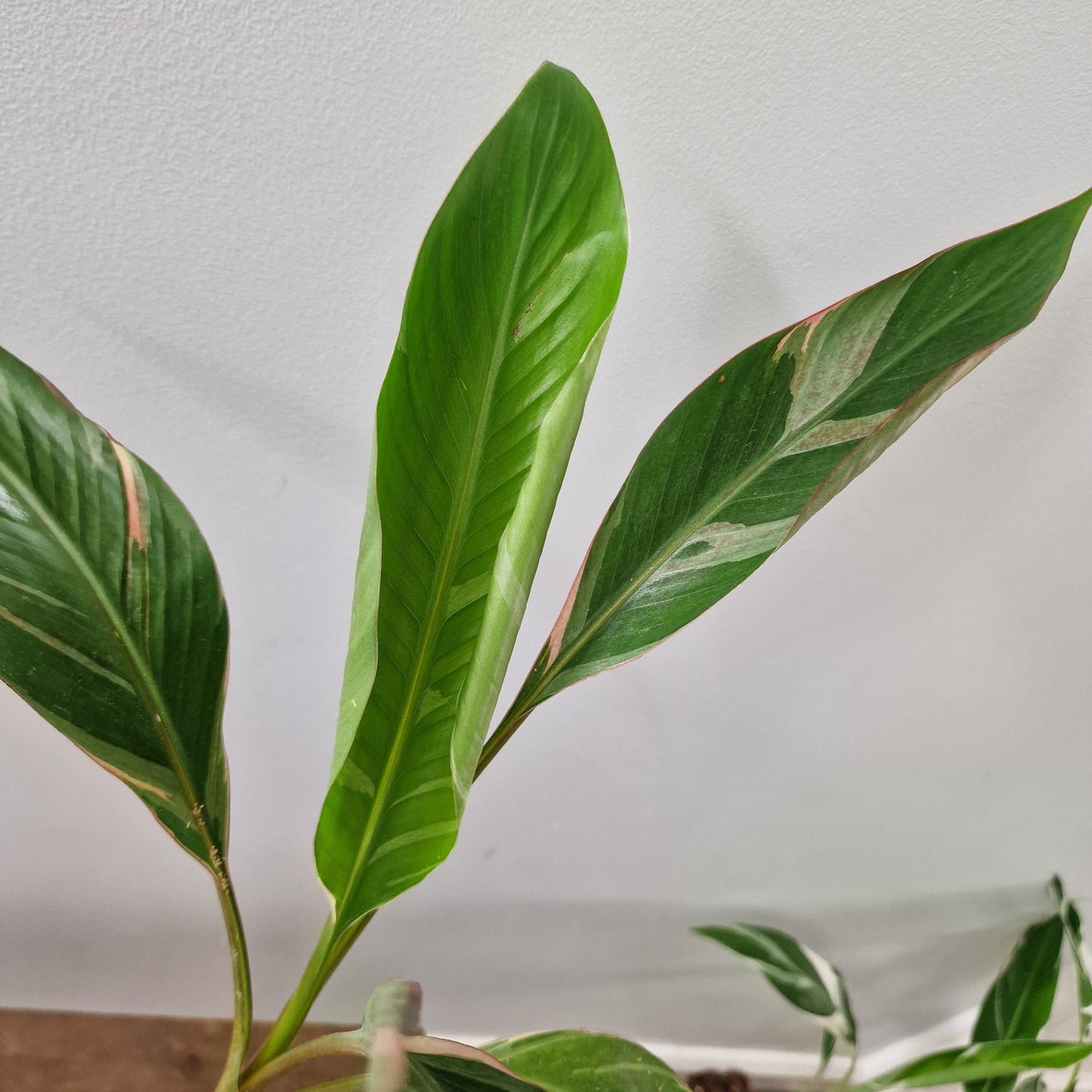 Musa Nono Rare Houseplant approx 40cm tall 10.5cm pot (2)