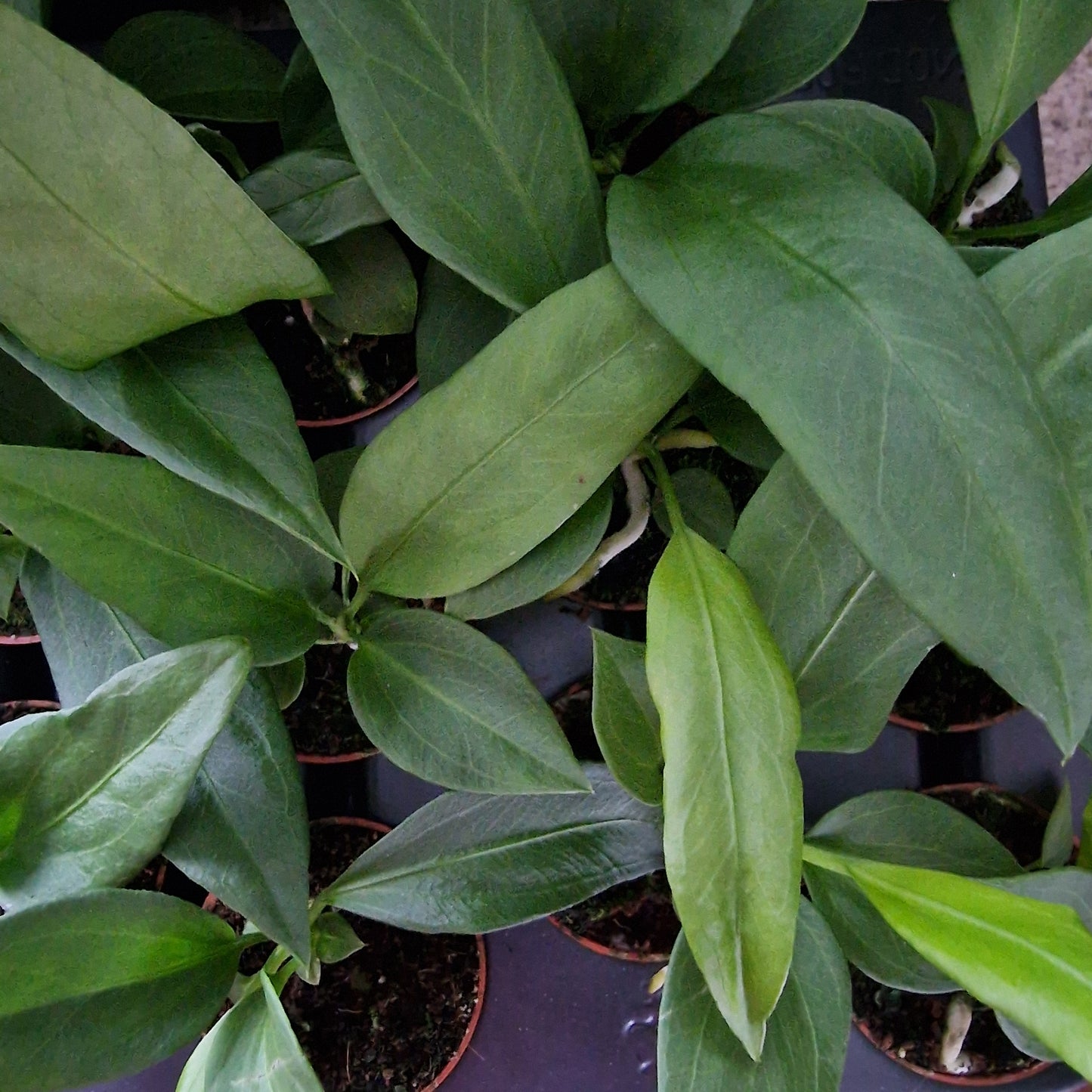 Anthurium Vittarifolium Rare Houseplant 6cm pot