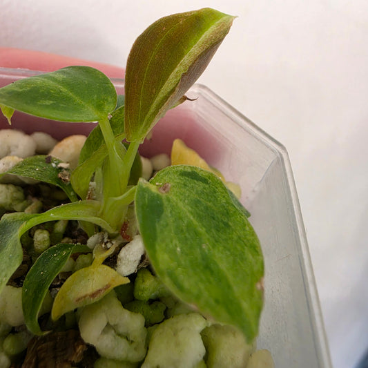 Philodendron Verrucosum Mint Variegata – Exact Plant #3