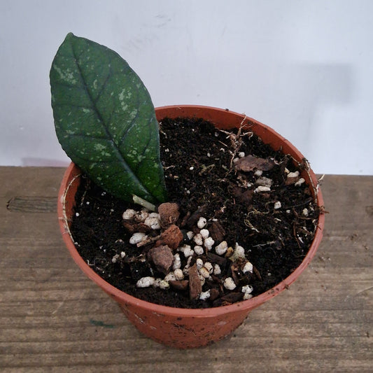 Hoya Crassipetiolata Houseplant 10.5cm pot