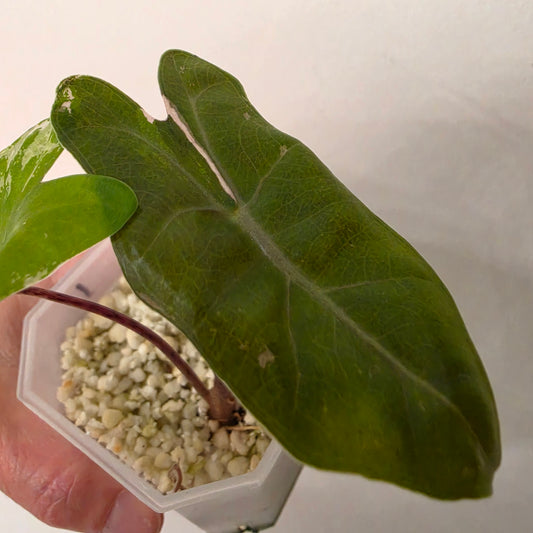Alocasia Pseudo Sanderiana Pink Variegata – Established | Exact Plant #1