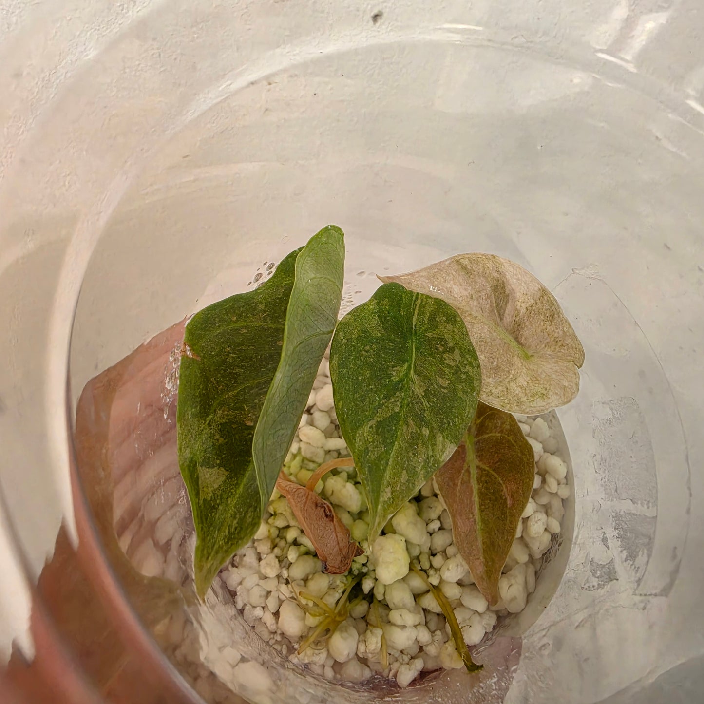 Alocasia Cuprea Pink Spot – Exact Plant No. 5 - See Description