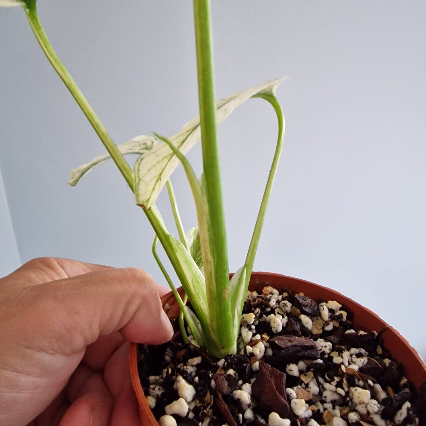 Monstera Thai Constellation Rare Houseplant 10.5cm pot (c)